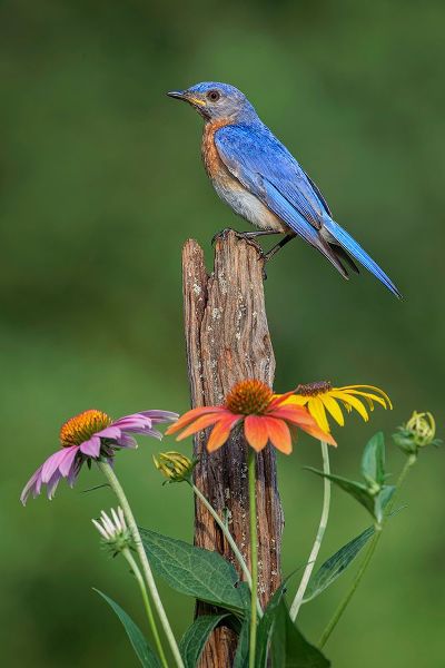 Jones, Adam 아티스트의 Male Eastern bluebird on old fence post with cone flowers작품입니다.